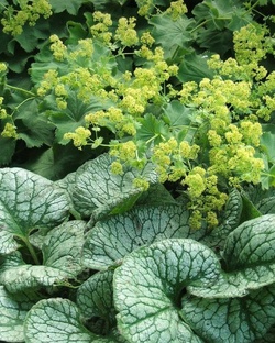 растения для тени