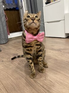 Бенгал Марс по старше