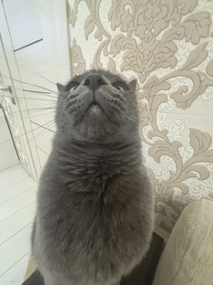 Кот и растения 