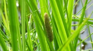 КОРНИ АИРА БОЛОТНОГО