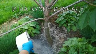 Подкормки для растений без химии.