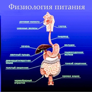 Физиология питания и здоровье человека