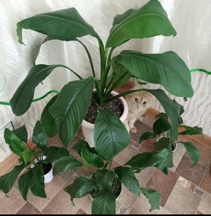 🌺Цветочные сказки 