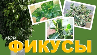 Фикусы