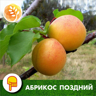 Абрикос поздний