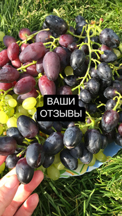 Отзывы