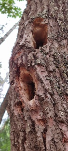 Орнитология