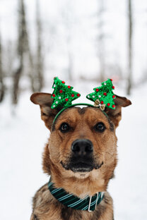 Веня💙 ищет дом🏠🤞