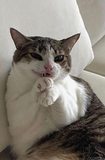 Литературные мемы 