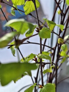 Мысли вслух