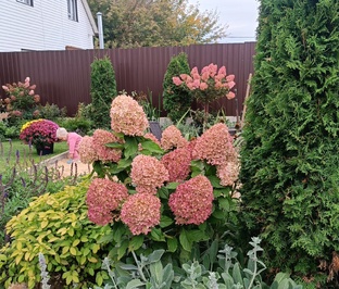 Обзор растений на 5 сотках