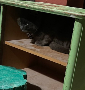 Тимоша