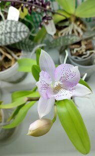 Каттлея Шантильские кружева 