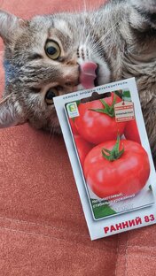 Томаты 2024 