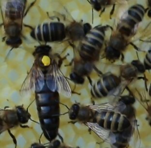 О пчелиных матках