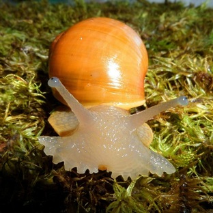 Megalobulimus oblongus 