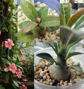 Совместный посевной марафон Адениумов