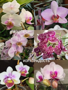 Самые НЕПРИХОТЛИВЫЕ орхидеи фаленопсисы коллекции орхосадика