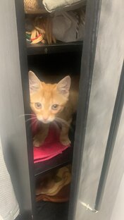 Кот постоянно мониторит содержимое шкафов.