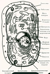 Биология .
