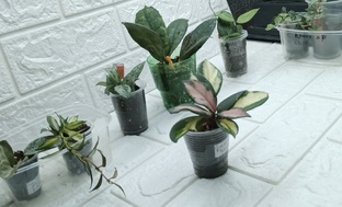 Хойи, дисхидии