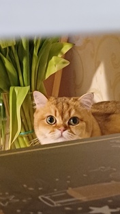 Это все кошки