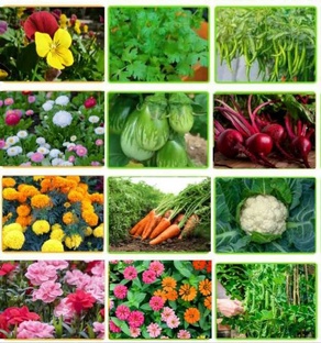 Своя рассада 