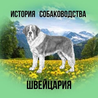 История собаководства в Швейцарии