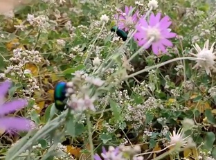 Счастливая