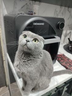 Такие классные животные