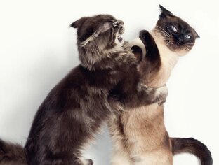 Кошачья психология и коррекция поведения