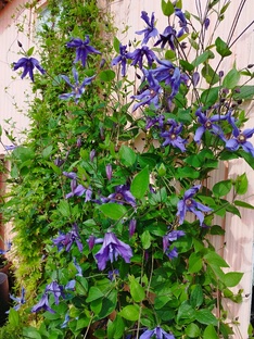 Кусты на севере