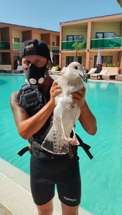 Домашние животные🐵🐔🐶🐷