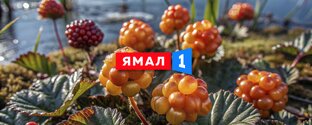 Природа Ямала