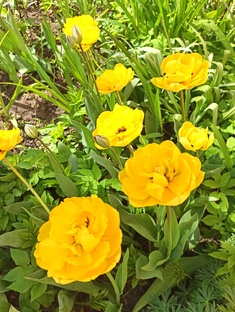 Ченду,Китай