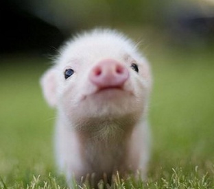 классные ролики)