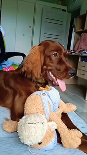 Наша собака Тося