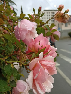 Абхазия 2026