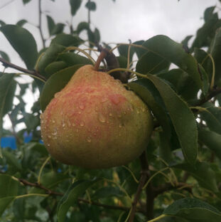 Плодовые деревья 