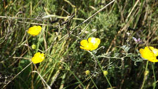 Фенология. Наблюдения. 