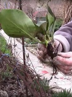 Статьи про многолетники. 