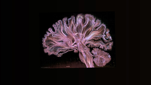 🧠Нейробиология🧠 