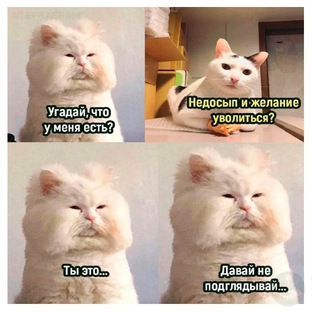 Котики 