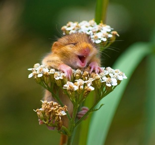 Смех да и только!)