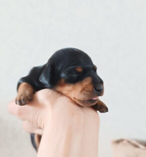 Щенки цвергпинчера Из Дома Лювира 