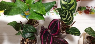 Марантовые. Калатеи, ктенанты, маранты, сироманта. 