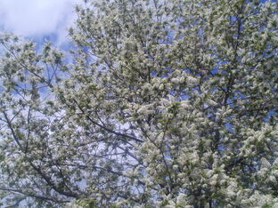 Художественная литература