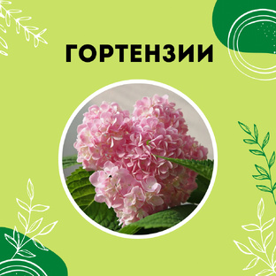 Про гортензии