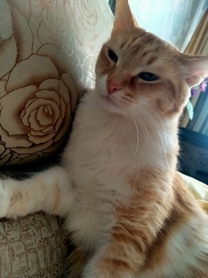 мои потонцы 