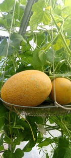 Во саду ли, в огороде